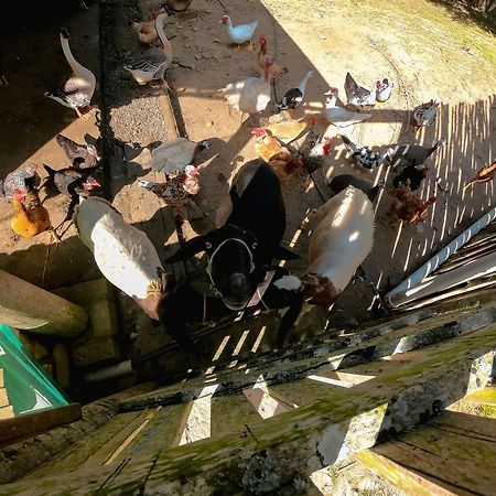 Saira Recanto De Serra Mulungu  Esterno foto