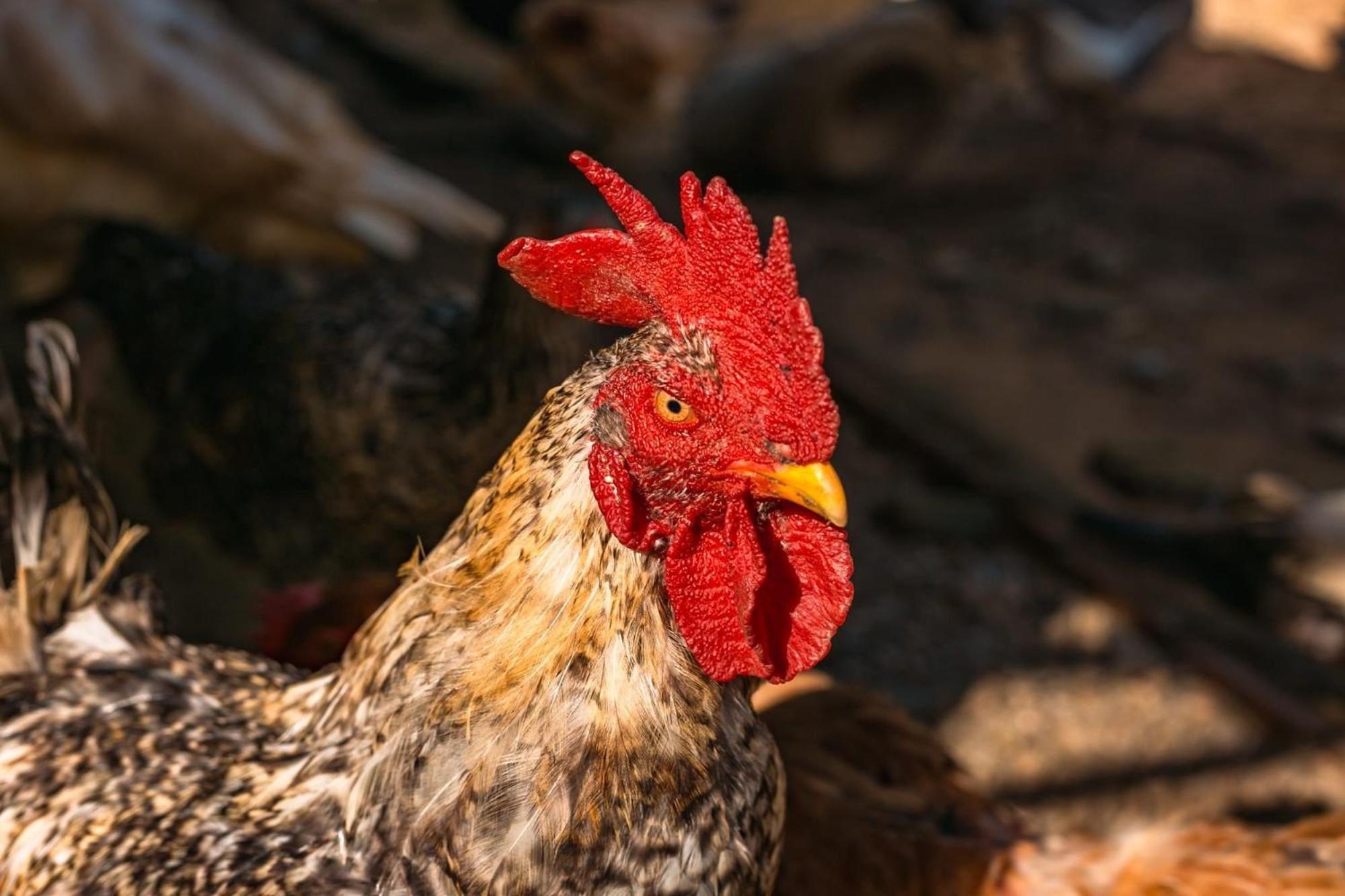 Saira Recanto De Serra Mulungu  Esterno foto